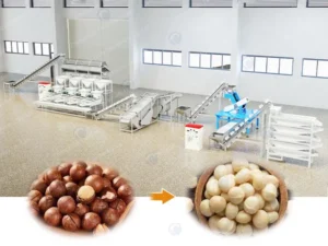 Línea de procesamiento de nueces de macadamia