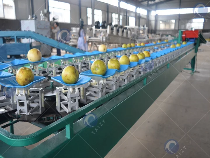 Weight-based Fruit and Vegetable Grading Machine with good price