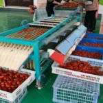 working process of Roller Bar Type Fruit and Vegetable Grading Machine