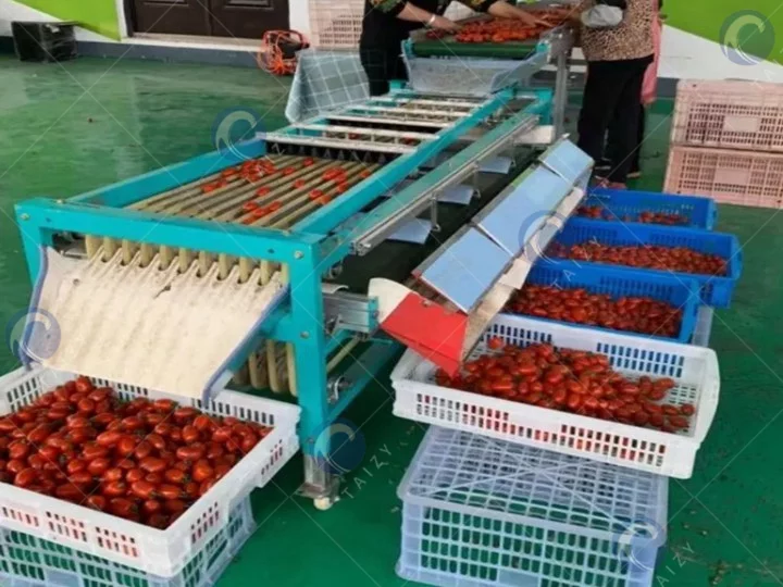 Proceso de trabajo de la máquina clasificadora de frutas y verduras tipo barra rodante