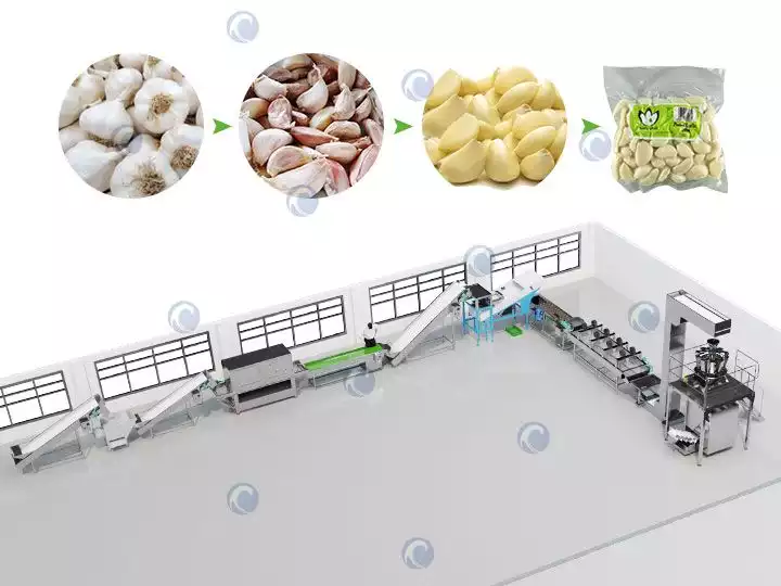 Garlic separating and peeling production line